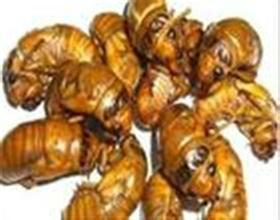 供應(yīng)金蟬知了龜爬拉猴批發(fā)供應(yīng)