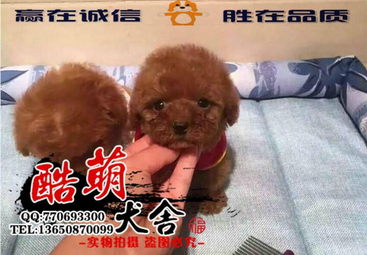 纯种泰迪熊幼犬图片