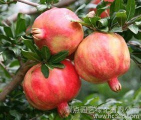 供應(yīng)2公分石榴苗價格、貴州紅如意石榴苗好品種