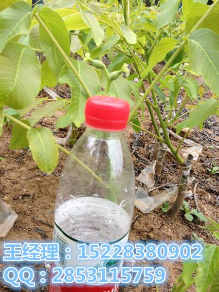 绵阳市重庆薄壳核桃苗，酉阳县川早核桃苗厂家